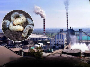 Sugar mills are buying one kg of grubs for 300 taka – you will be surprised to know the reason