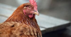 Chicken Sold for ₹1.25 Lakh in Kargil! Proceeds Donated for Iran War Relief Efforts