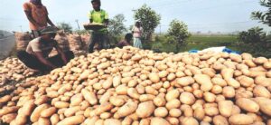 ₹14 in Market, Just ₹2 for Farmers! Bengal Govt to Procure Potato at ₹9.50/kg to End Crisis
