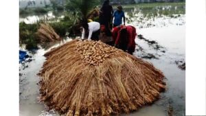 Potato Farmers in Distress! Sudden Rain Submerges Hundreds of Bighas in Chandrakona