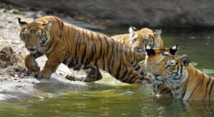 Royal Rivalry at Bengal Safari: Darjeeling Tigress to Join as ‘Sheela’s’ New Partner-in-Clan