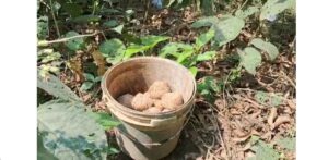 Murshidabad on the Edge! Huge Cache of Crude Bombs Recovered from Three Police Stations