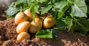 From Crisis to Cash: Agricultural Scientists Reveal Alternative Crops to Boost Income Fast!
