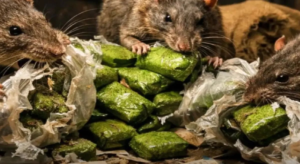 “Rats Ate the Drugs!” Gujarat Police’s Shocking Logic for 2,300 Kg Missing Narcotics