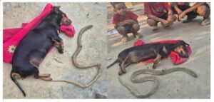 Ultimate Sacrifice: Loyal Dog ‘Phoni’ Fights Deadly Cobra to Save Owner, Dies a Hero