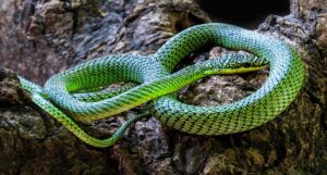 From Gliding Snakes to Radiant Millipedes: Meet the 11 New Species Hiding from Humanity Until Now