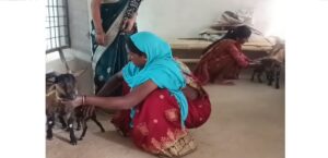 A Bank That Loans Goats! Know the Unique Repayment Rule of This ‘Cheri Bank’