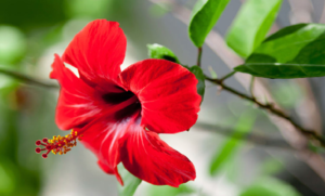 Tragedy in Mysore: 6-Month-Old Baby Chokes to Death After Swallowing Hibiscus Flower