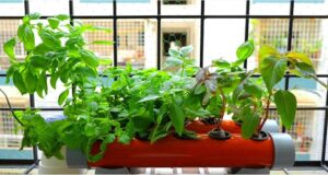 Growing Plants Without Soil? Avoid These 5 Common Mistakes That Could Kill Your Garden Instantly