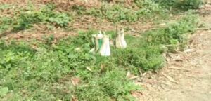 Plot to Disrupt Polls? Bag Full of Fresh Bombs Recovered in Dhuliyan! Panic Grips Area