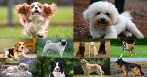 No Pet Left Behind! India Relaxes Import Rules for Pets Stranded in War-Torn Middle East