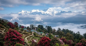 Sikkim’s Hidden Gem; Discover Okhrey, the Serene Gateway to Barsey Rhododendron Sanctuary