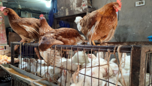 A Chicken Sold for ₹1.25 Lakh! Kashmiris Go All Out to Support War-Torn Iran