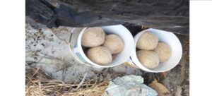 “My Son Made Bombs on Order”: Mother’s Shocking Confession as 22 Live Bombs Seized in Haroa