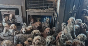Not AI, It’s Reality! 250 Dogs Rescued from a Single Room; Viral Photo Leaves Netizens Choked