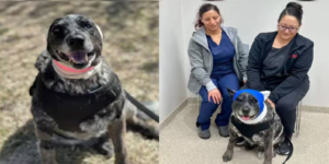 Half-Blind but Full of Heart! Senior Dog ‘Honey’ Fights Off Predator Bear to Save Family