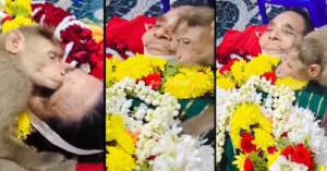 Heartbreaking Farewell! Monkey weeps and hugs the lifeless body of the elderly woman who fed him