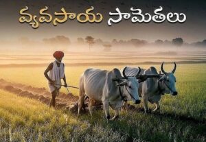 ఆముదపు విత్తులు ముత్యాలవుతాయా?